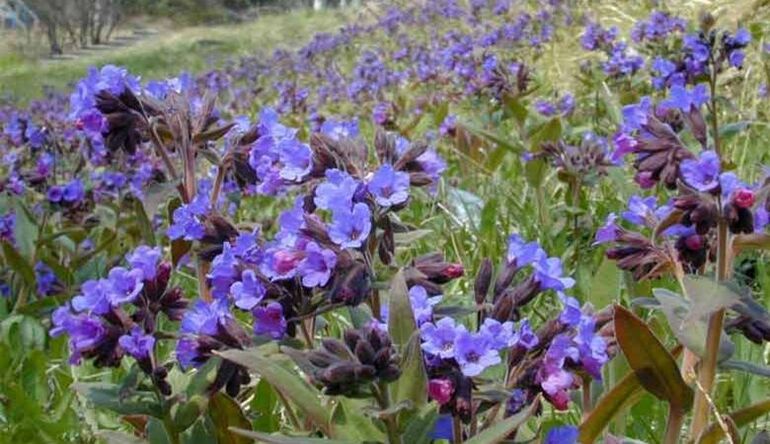 Lungwort ինֆուզիոն պատրաստելու համար, որը նպաստում է առնանդամի մեծացմանը